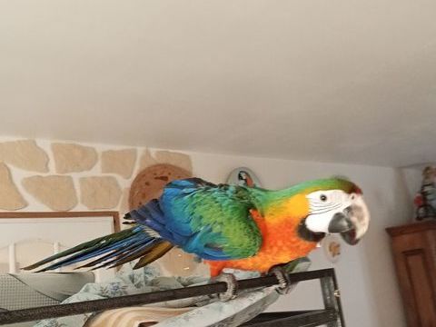 Perroquet+ara+Catalina 1600 47110 Dolmayrac