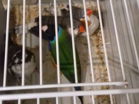 Rachet&eacute; oiseaux 12345 14310 Villers-bocage