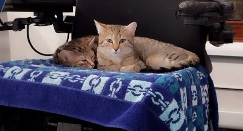 Chat KIARA et KALLY &agrave; l adoption 200 38160 Saint-romans