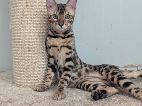 2 m&acirc;les Bengal disponible &agrave; l'adoption LOOF 1000 59122 Rexpoëde