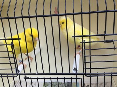 Canaris 20 62220 Carvin