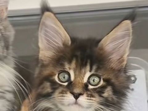 Vend Maine coon loof 1550 74350 Allonzier-la-caille