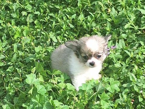 chiots bayonne 900 64100 Bayonne