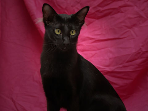 adorable chaton mandarin LOOF :oriental &agrave; fourrure mi-longue 1700 45260 Noyers