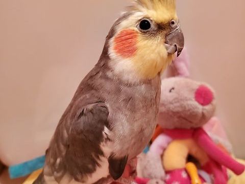 Perruches calopsittes eam  200 77340 Pontault-combault