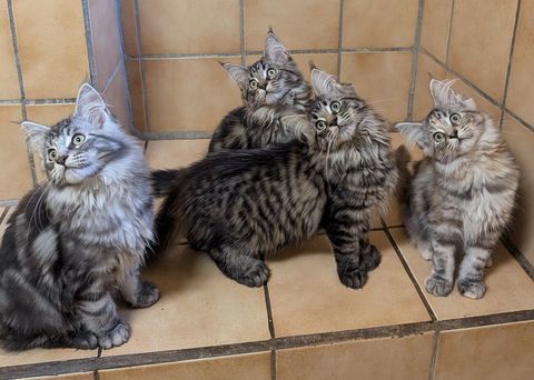 Adorables Chatons Maine Coons LOOF disponibles 77 1200 77510 Verdelot