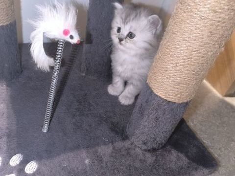 Chaton persan 0 59230 Ch�teau-l'abbaye