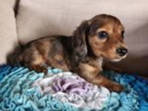   Chiot type teckel kaninchen  