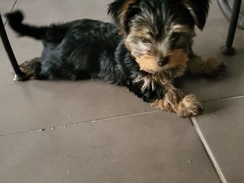 À réserver chiots YORKSHIRE M/F nés le 21/10/25 1150 83170 Tourves