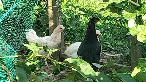 Poussins de 3 mois 3 62570 Pihem