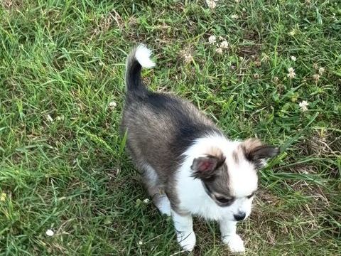 Chiots chihuahuas poils longs non lof
0 76260 Eu