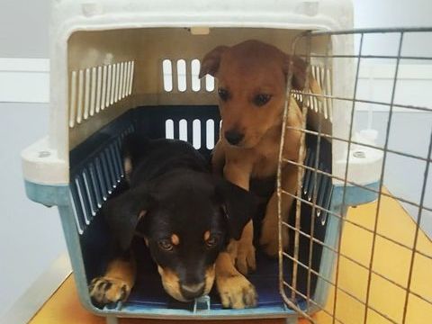 Bar&ccedil;a la petite boule de tendresse 300 14000 Caen