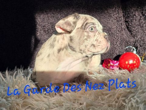 Chiots bouledogues fran&ccedil;ais non LOF  1000 59286 Roost-warendin