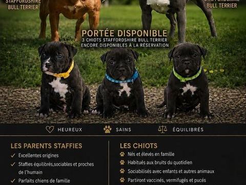 3 petits m&acirc;les Staffordshire Bull Terrier LOF recherchent 1600 01660 M�z�riat