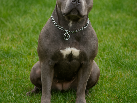 A réserver magnifiques chiots Staffie LOF 1000 35720 Pleugueneuc