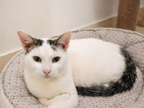 ARSENE 200 22100 Aucaleuc