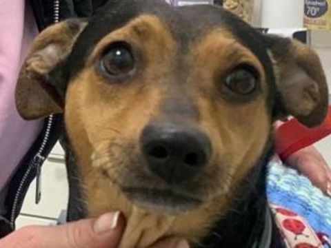 NADIA 320 27620 Gasny