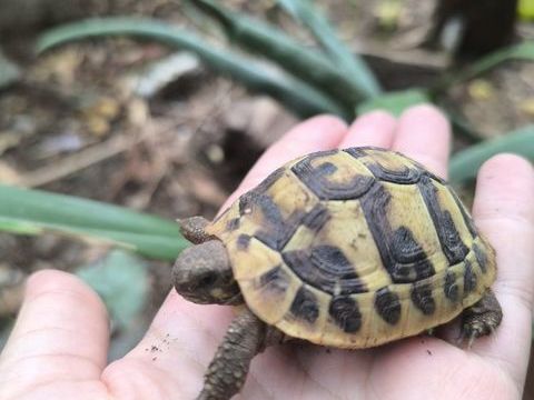 Tortue terrestre 50 11100 Narbonne