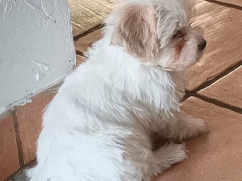 Chiot+bichons+havanais 650 80170 Vr�ly