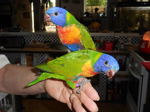 LORIS EAM 250 33140 Villenave-d'ornon