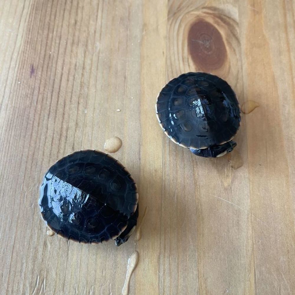   Tortues d'eau  