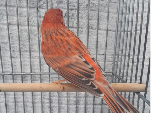 Canaris brun mosa&iuml;que rouge 25 40000 Mont-de-marsan