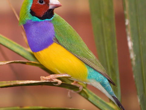 Diamant de Gould 0 74380 Nangy