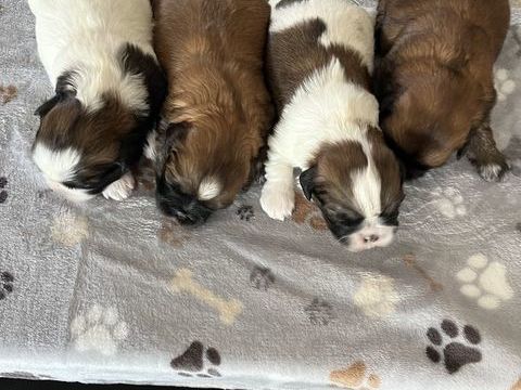 B&eacute;b&eacute;s SHIH TZU 900 09190 Lorp-sentaraille