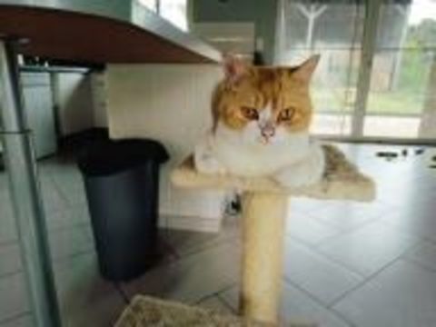 Chatons British Shorthair 0 44460 F�gr�ac