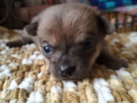 a r&eacute;server un chiot m&acirc;le chihuahua 0 35460 Saint-ouen-la-rou�rie