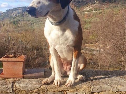 Chien BELLE &agrave; l adoption 350 26170 La roche-sur-le-buis