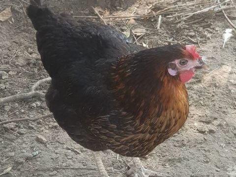 Poules harco 25 78910 Orgerus