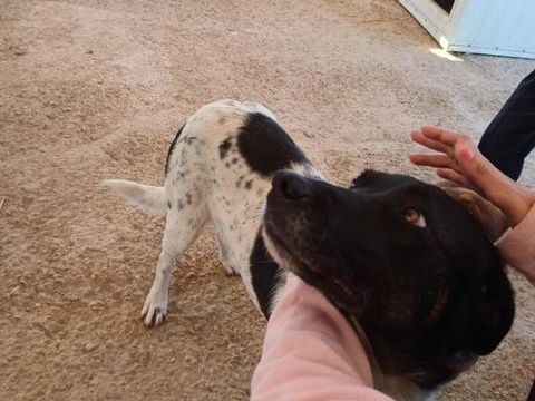 Tyssie chienne croisée de 2 ans 280 37250 Montbazon