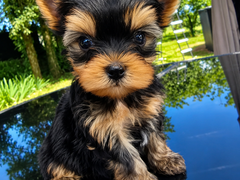 Magnifiques chiots Yorkshire Terrier Lof 2100 38140 Apprieu