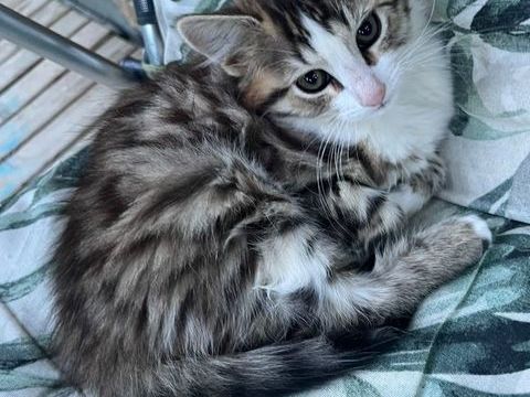 Chatons type europ&eacute;en 200 74700 Sallanches