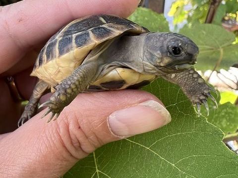 Tortue 1, 2 et 3 ans (ile de France 91)
80 91620 La ville-du-bois