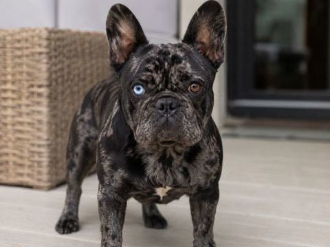 Bouledogue fran&ccedil;ais merle de 3 ans st&eacute;rilis&eacute; 0 59300 Valenciennes