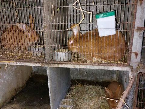 Lapins fauve de bourgogne 23 03190 Verneix