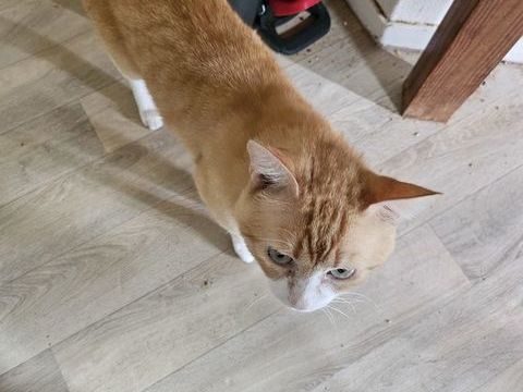 Chat mâle 0 64000 Pau