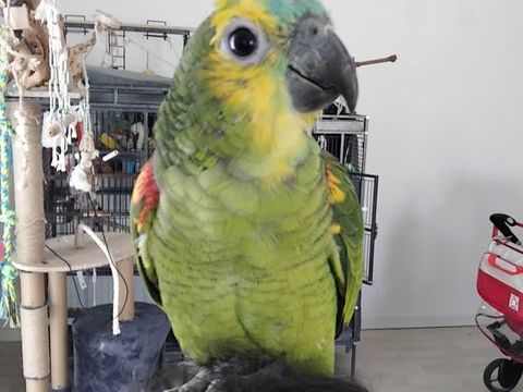 Femelle amzone front bleu 650 44150 Ancenis