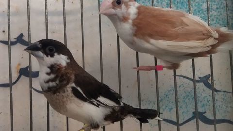 moineaux du japon 10 88500 Bazoilles-et-mnil