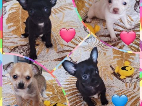 Beaux Chihuahuas &agrave; placer 900 94200 Ivry-sur-seine