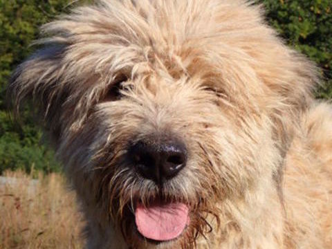 Darren à l'adoption 200 54000 Nancy