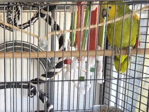 Amazon &agrave;  front bleu femelle 1300 30320 Saint-gervasy