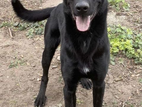 AGRID, berger allemand noir, 1 an 220 34500 B�ziers