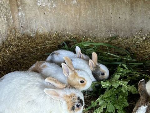 Lapins nains et cochons d'Inde 15 87140 Saint-symphorien-sur-couze