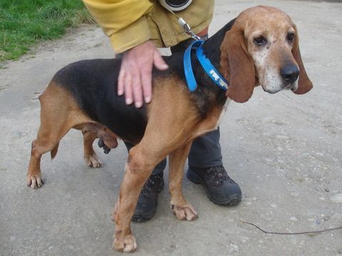 BRUNO, bruno du jura, 9 ans SAUVETAGE 0 81200 Mazamet