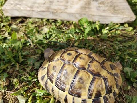 Recherche Tortues Hermann 0 07340 Peyraud