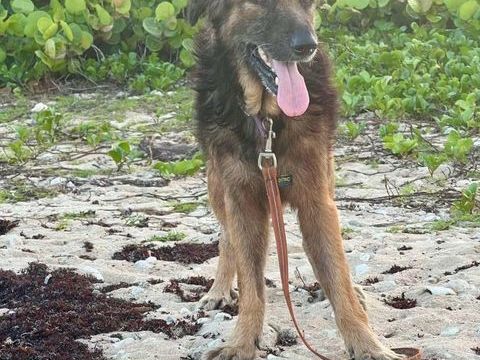 Bobby, l'adorable toutou 350 76000 Rouen