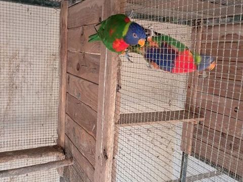 Oiseau Loriquet de swinson 250 40360 Donzacq